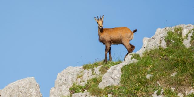 Chamois-Andrei Lazar