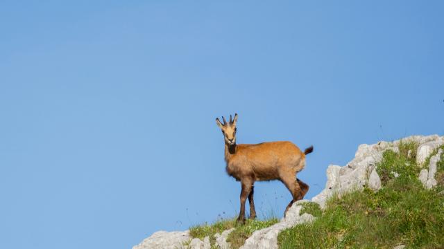 Chamois-Andrei Lazar