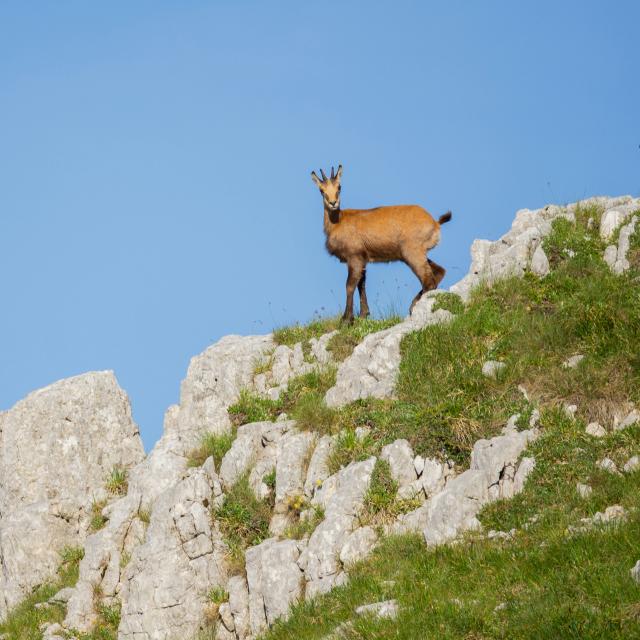 Chamois-Andrei Lazar