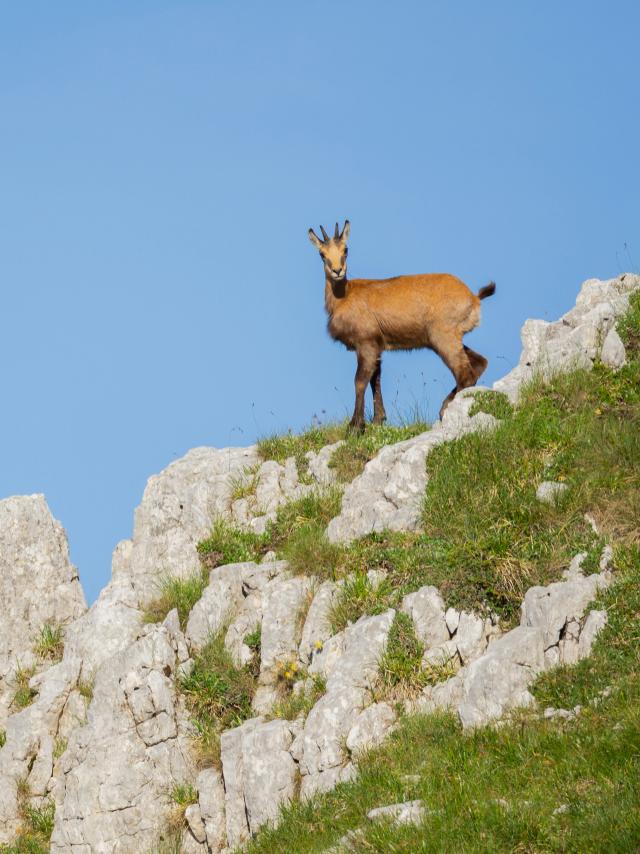 Chamois-Andrei Lazar