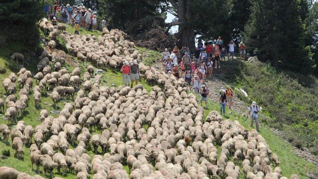 Transhumance