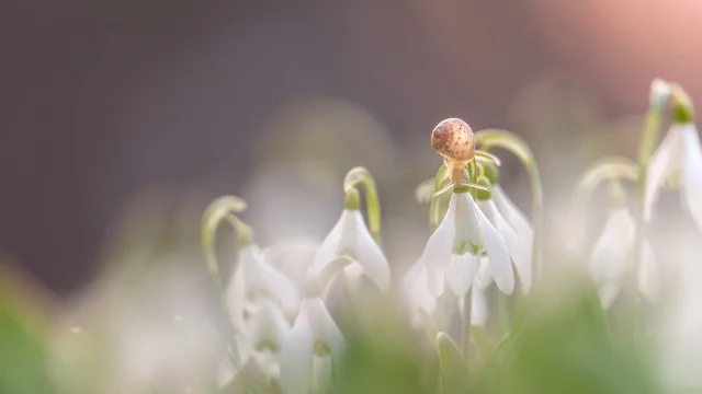 France, Isère (38), massif de Belledonne, Perce neige et escargot